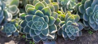 辦公室裝修:打造你的舒適綠色辦公室環(huán)境，療愈系多肉植物5選！